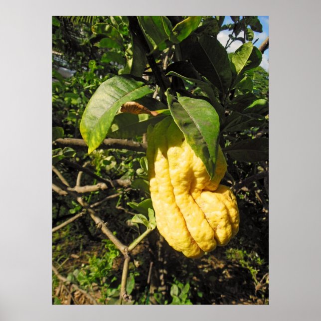 Buddha's Hand Citron Poster (Front)