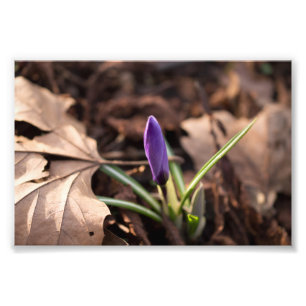 Budding Crocus Photo Print