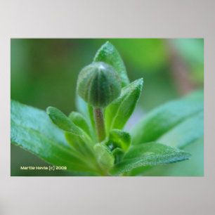 Budding into Spring Poster