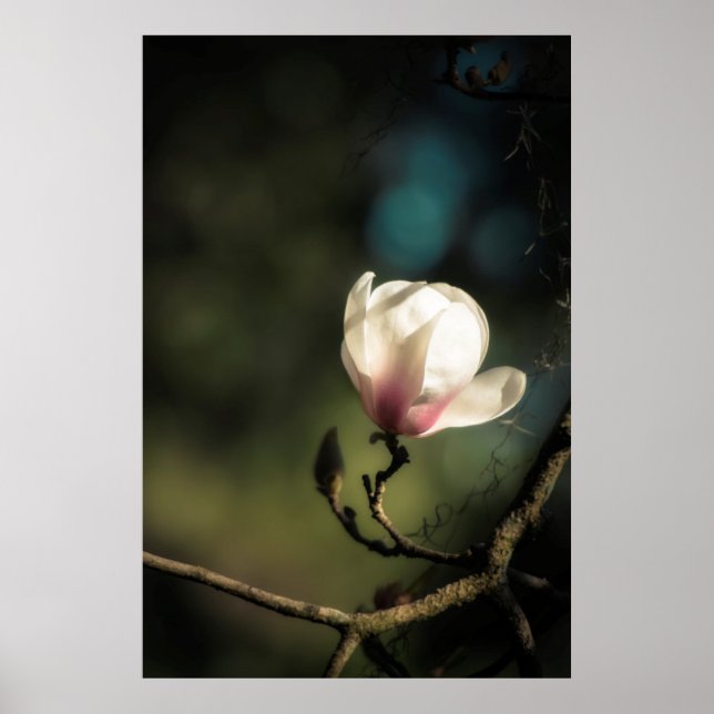 Budding magnolia vertical poster (Front)