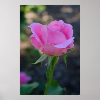 Budding Pink Rose Poster