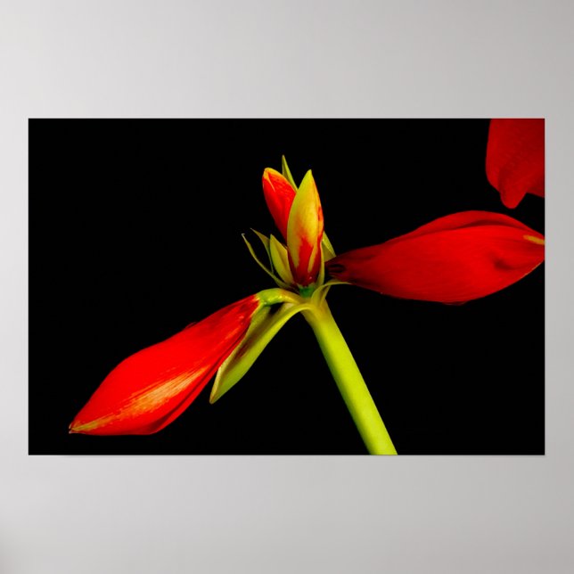 Budding Red Amaryllis on Black Poster (Front)