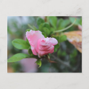 Budding Spring Rose Postcard