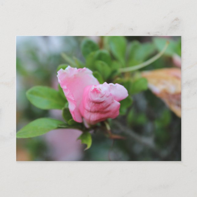 Budding Spring Rose Postcard (Front)
