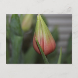 Budding Tulip #2 Postcard