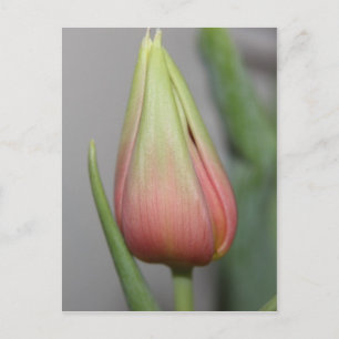 Budding Tulip #3 Postcard