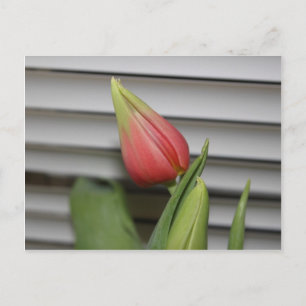 Budding Tulip Postcard