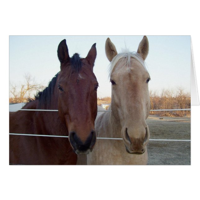 Buddy - Buddy -- Blank Inside (Front Horizontal)