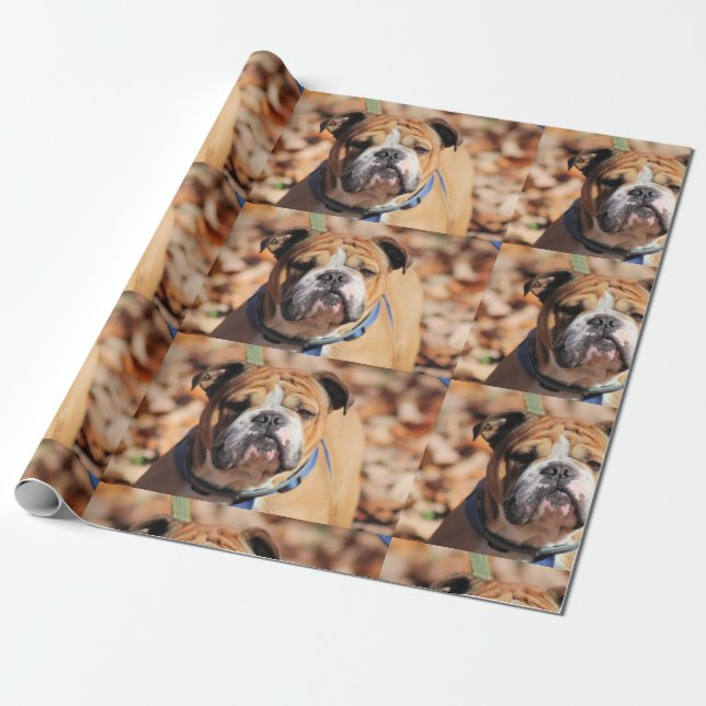 Buddy bulldog wrapping paper (Unrolled)