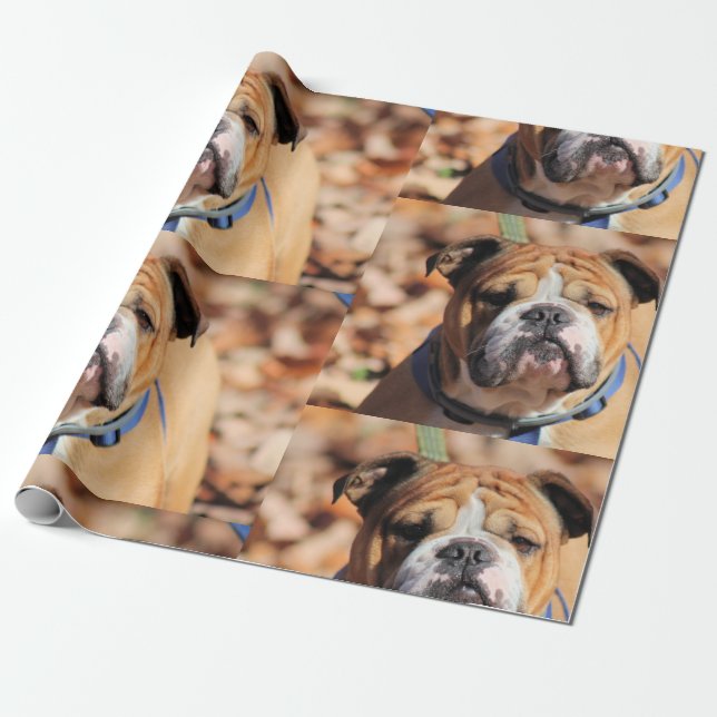 Buddy Bulldog Wrapping Paper (Unrolled)