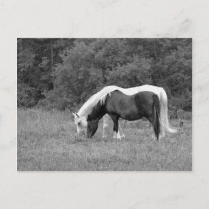 Buddy,s Postcard