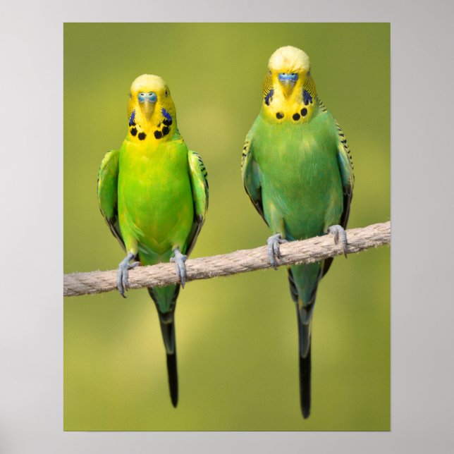 Budgerigars perched on a rope poster (Front)