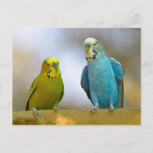 Budgerigars perched postcard