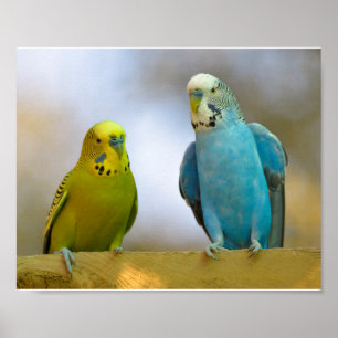 Budgerigars perched poster