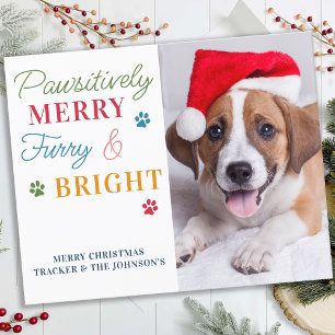 Budget Pet Photo Furry & Bright Dog Holiday Card