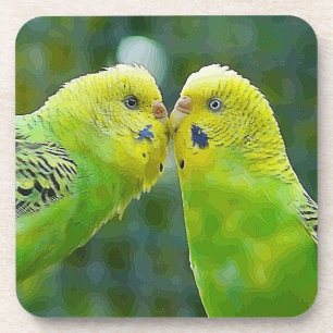 Budgie_2015_0604 Coaster