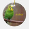 Budgie 2
