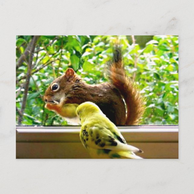 Budgie and Red Squirrel Postcard (Front)