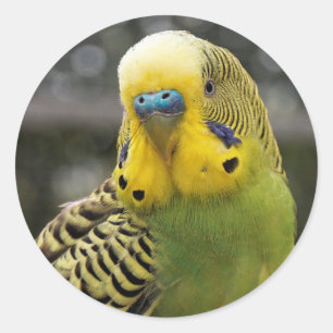 Budgie Bird Classic Round Sticker