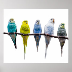 Budgie Birds Poster