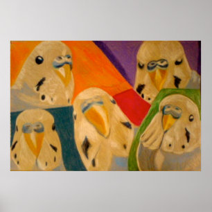 Budgie Budgerigar Poster