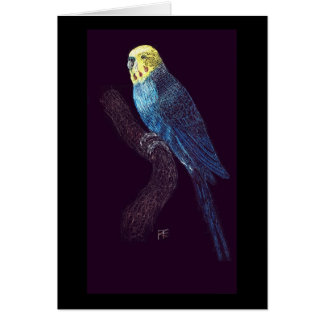 Budgie in colour