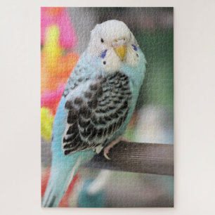 Budgie Jigsaw Puzzle