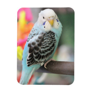 Budgie Magnet