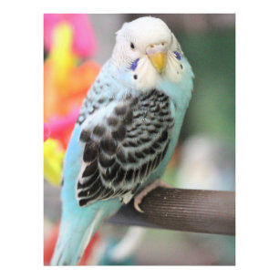 Budgie photo print