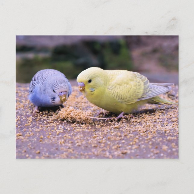 Budgie Postcard (Front)