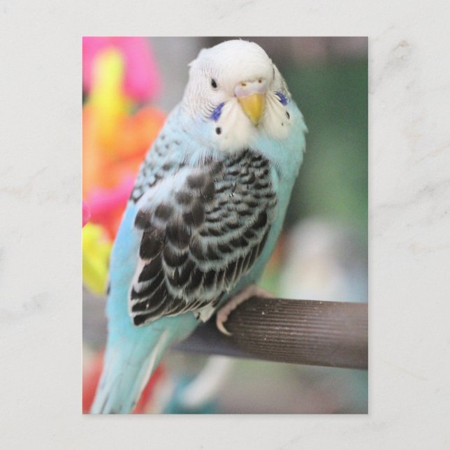 Budgie Postcard (Front)