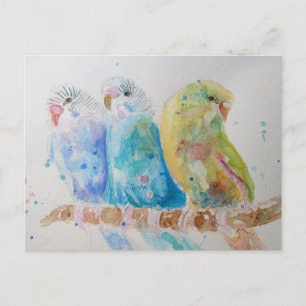 Budgie Watercolour Painting bird Budgies Aqua Teal Postcard