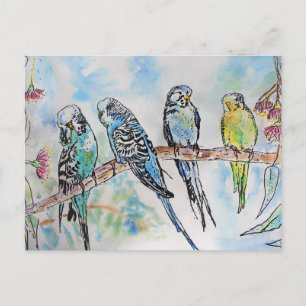 Budgie Watercolour Painting bird Budgies Aqua Teal Postcard