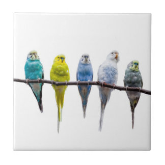 Budgies Ceramic Tile