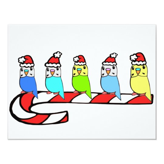 Budgies- Christmas Card