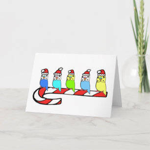 Budgies- Christmas Holiday Card