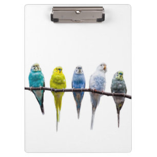 Budgies Clipboard