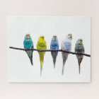 Budgies