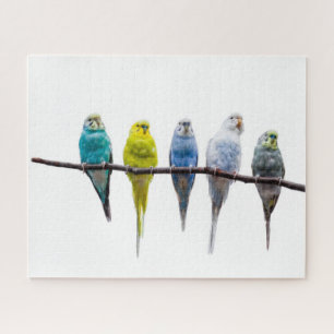 Budgies Jigsaw Puzzle