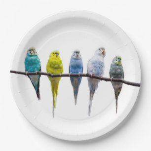Budgies Paper Plate