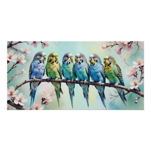 Budgies  poster