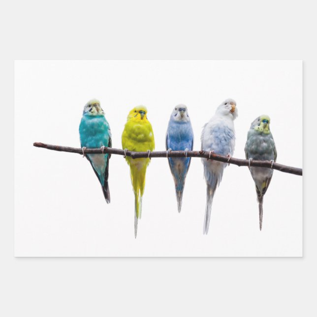 Budgies Wrapping Paper Sheet (Front)