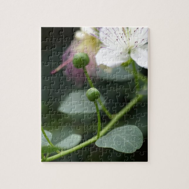 Buds of the caper bush, Capparis spinos. Jigsaw Puzzle (Vertical)