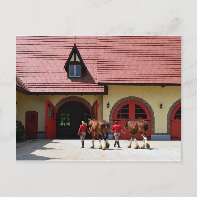 Budweiser Clydesdale Horses in New Hampshire Postcard (Front)