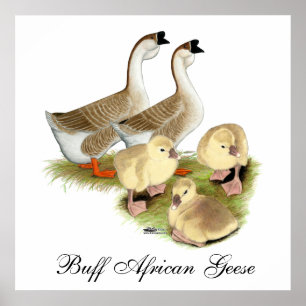 Buff African Goose Family Poster