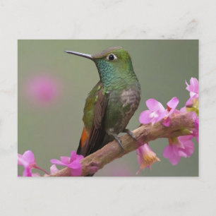 Buff-bellied Hummingbird at Rest Postcard