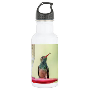 Buff-bellied hummingbird in Texas 532 Ml Water Bottle