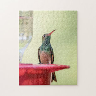 Buff-bellied hummingbird in Texas Jigsaw Puzzle