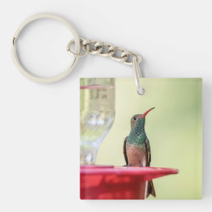 Buff-bellied hummingbird in Texas Key Ring
