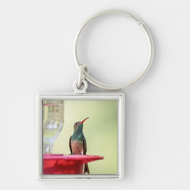 Buff-bellied hummingbird in Texas Key Ring (Front)